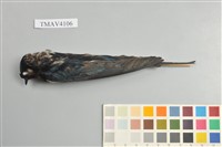 藏品(家燕)的圖片